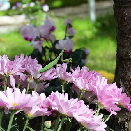 Il Giardino Di Cristina Vagliagli