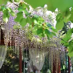 Il Giardino Di Cristina B&B B&B 발리알리
