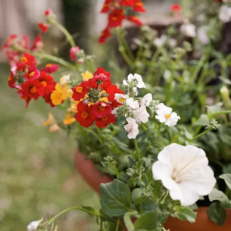 Il Giardino Di Cristina - A Literary In Chianti Frühstückspension