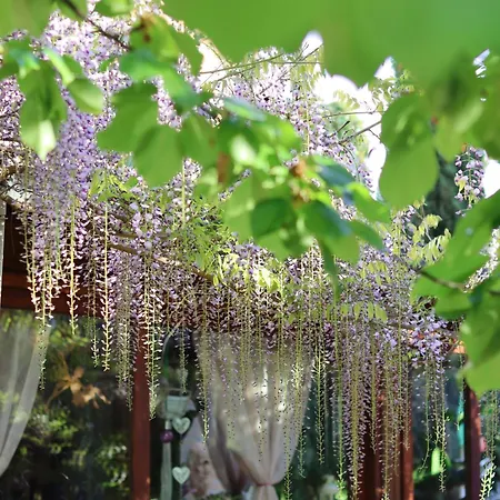 Il Giardino Di Cristina Bed and Breakfast Vagliagli